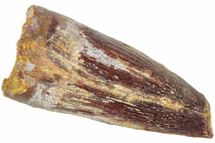 Fossil Spinosaurus Tooth - Real Dinosaur Tooth #239256